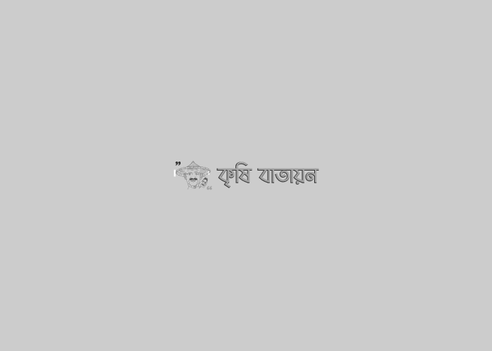 বারি আম ১১ যা নতুন জাতের বারোমাসি আম। বারি আম ১১ এর বিশিষ্ট্য